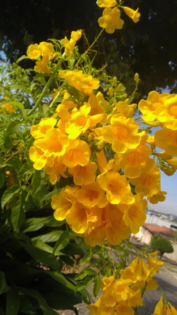 Tecoma_Yellow_(Round_The_Year_Flowering)_Flower_Plant_&_Tree_For_Garden,_Pack_Of_1