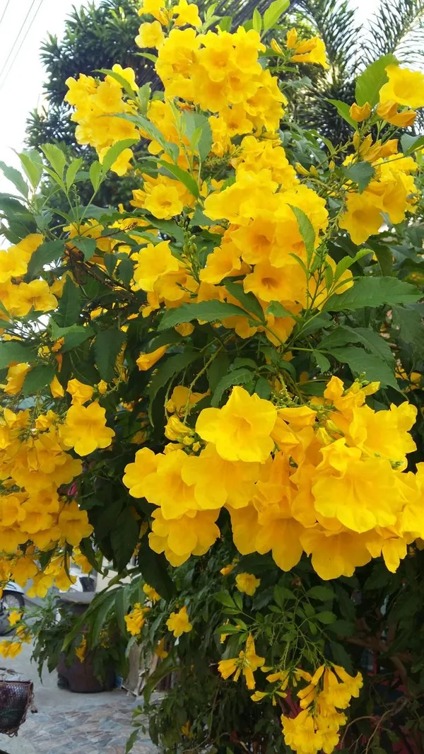 Tecoma_Yellow_(Round_The_Year_Flowering)_Flower_Plant_&_Tree_For_Garden,_Pack_Of_1