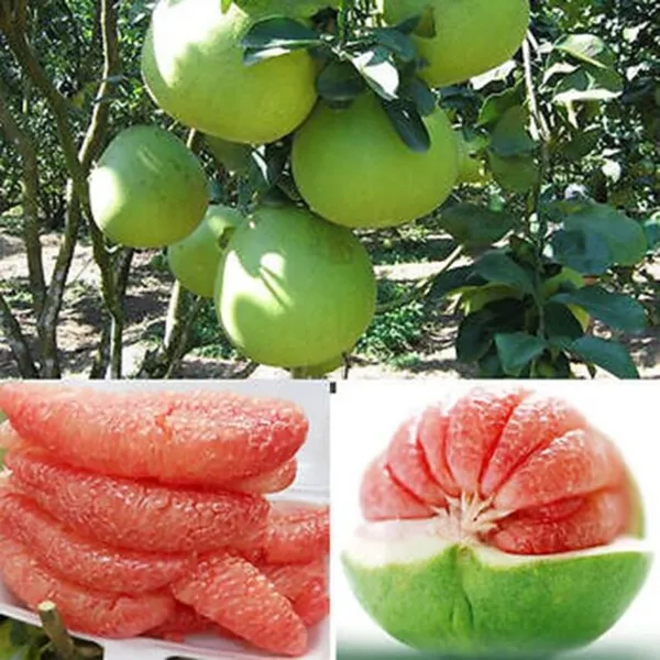 Thai_Sweet_Pomelo_Citrus_Lemon_Kambili_Naranga_-_High_Yield_Batabi_Lemon_Fruit_Plant_Batabi_Lebu_Fruit_Air_Layered|Grafted_ive_Plant