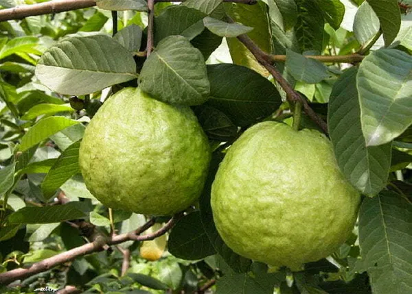Thai_All_Time_Hybrid_Guava_Plant_&_Tree_For_Gardening_12_Month_Guava_Fruit_Plant_(Grafted)