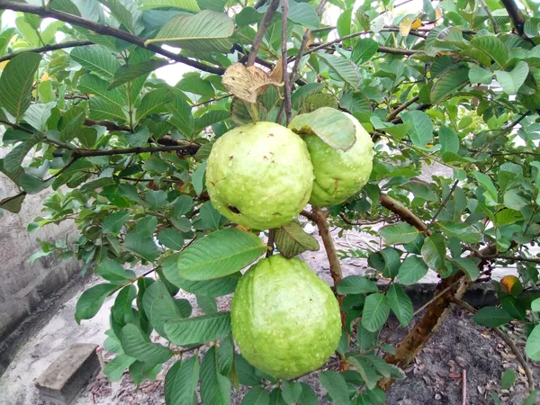 Thai_All_Time_Hybrid_Guava_Plant_&_Tree_For_Gardening_12_Month_Guava_Fruit_Plant_(Grafted)