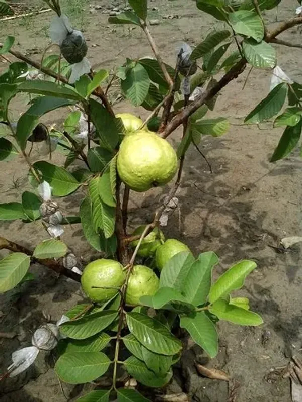 Thai_All_Time_Hybrid_Guava_Plant_&_Tree_For_Gardening_12_Month_Guava_Fruit_Plant_(Grafted)