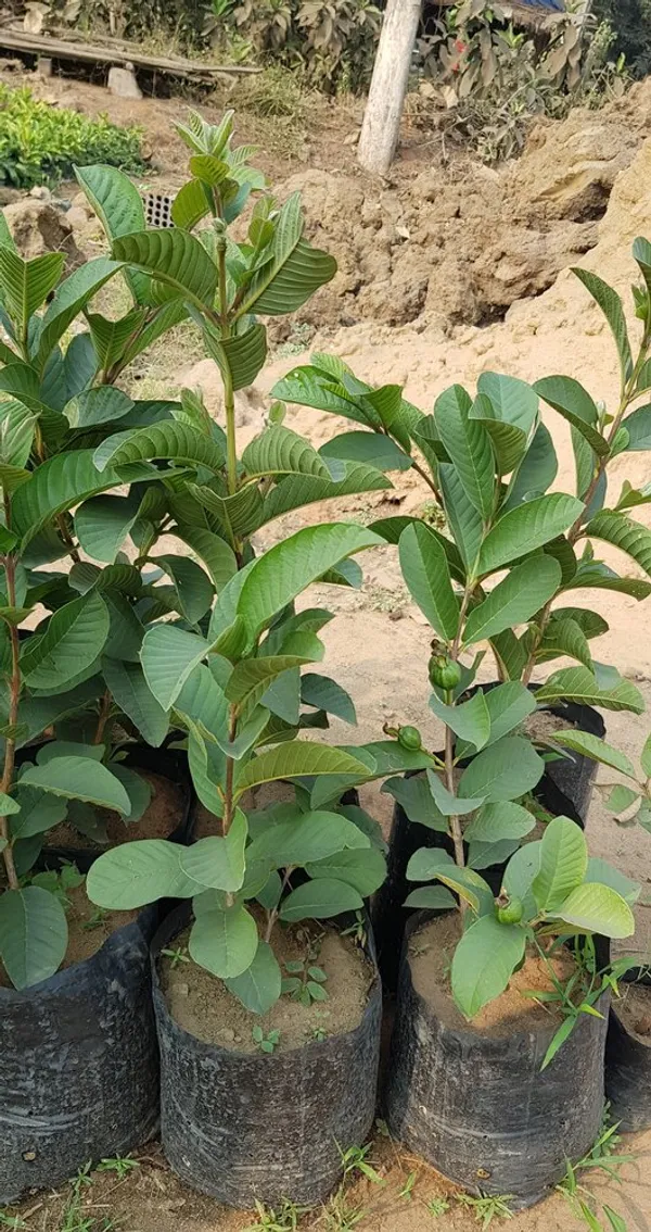 Thai_All_Time_Hybrid_Guava_Plant_&_Tree_For_Gardening_12_Month_Guava_Fruit_Plant_(Grafted)