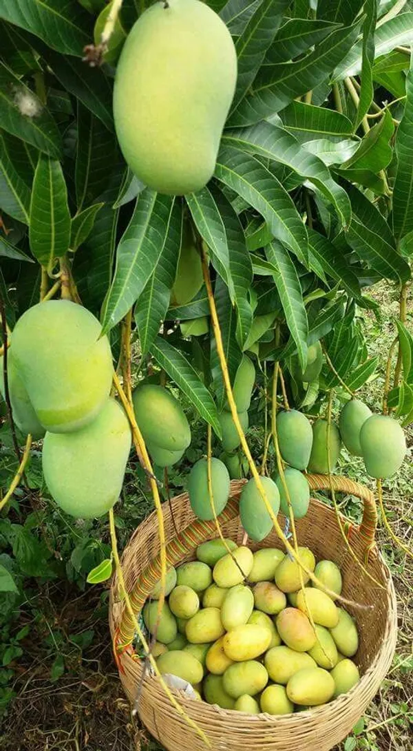 Thai_All_Time_Mango_Plant