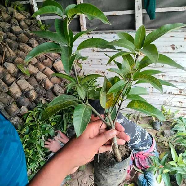 Thai_All_Time_Mango_Plant
