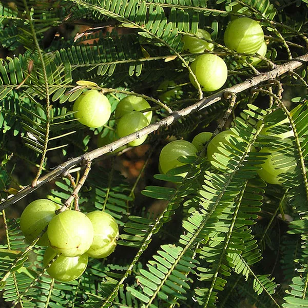 Thai_Hybrid_Amla_Plant