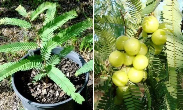 Thai_Hybrid_Amla_Plant