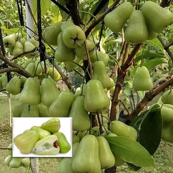 Thai_Green_All_Time_Wax_Apple_Water_Apple_Java_Apple_Variety_Fruit_(Air_Layering|Grafted_Plants_&_Tree(1.5-3_Feet_Size)