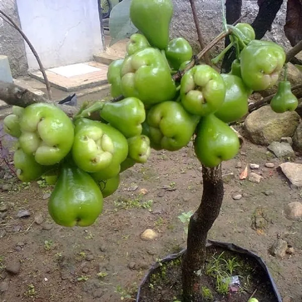 Thai_Green_All_Time_Wax_Apple_Water_Apple_Java_Apple_Variety_Fruit_(Air_Layering|Grafted_Plants_&_Tree(1.5-3_Feet_Size)