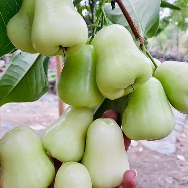Thai_Green_All_Time_Wax_Apple_Water_Apple_Java_Apple_Variety_Fruit_(Air_Layering|Grafted_Plants_&_Tree(1.5-3_Feet_Size)