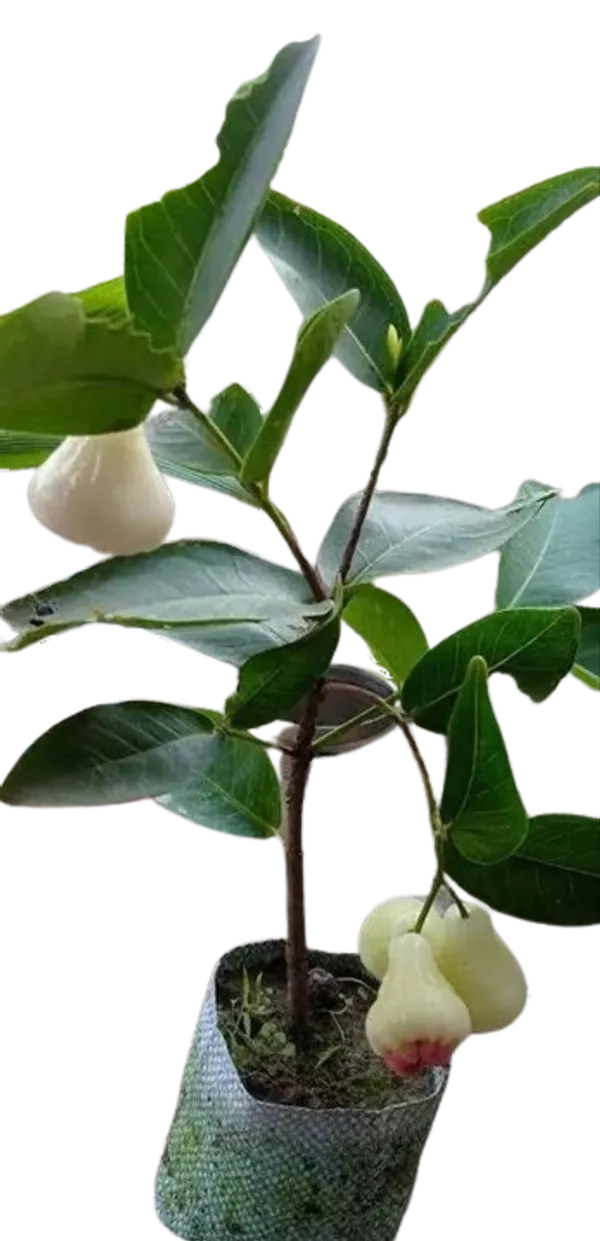Thai_Green_All_Time_Wax_Apple_Water_Apple_Java_Apple_Variety_Fruit_(Air_Layering|Grafted_Plants_&_Tree(1.5-3_Feet_Size)