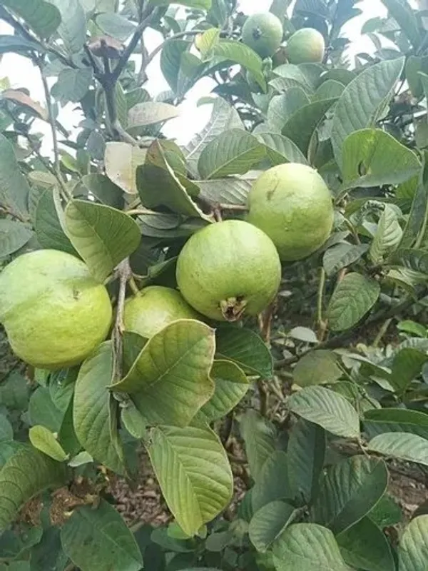 Thai_Guava_Hybrid_Fruit_Plant_&_Tree__For_Home_Gardening_(1.5-3.5_Ft_Hight)