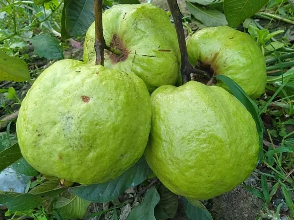 Thai_Guava_Hybrid_Fruit_Plant_&_Tree__For_Home_Gardening_(1.5-3.5_Ft_Hight)