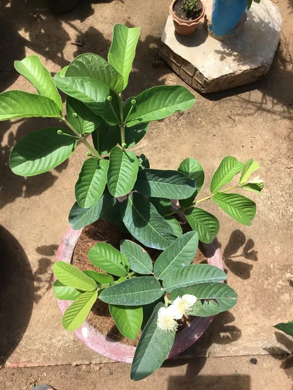 Thai_Guava_Hybrid_Fruit_Plant_&_Tree__For_Home_Gardening_(1.5-3.5_Ft_Hight)
