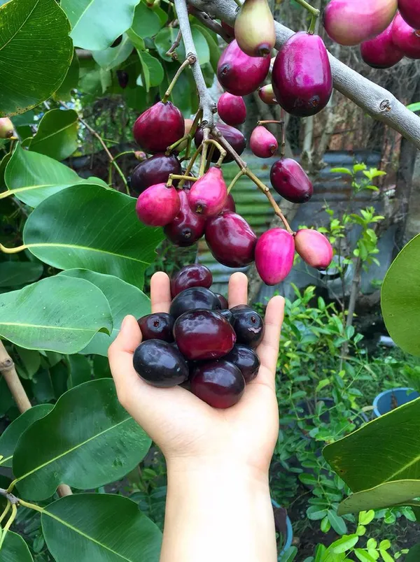 Thai_Hybrid_Black_Jamun_Plant.