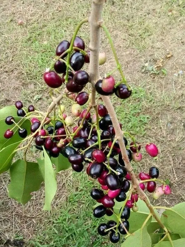 Thai_Hybrid_Black_Jamun_Plant.