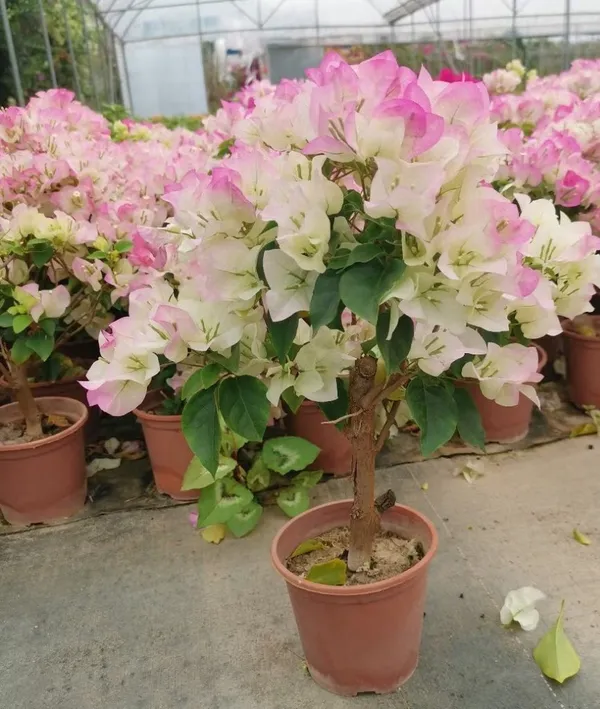 Thai_Imperial_Delight_Bougainvillea_Flower_Plant_&_Tree_For_Shrub|Bush|Home_Gardening_Hybrid