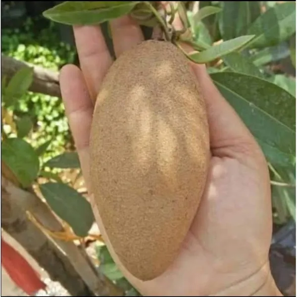 Thai_Long_Chiku_|_Sapodilla_Plant
