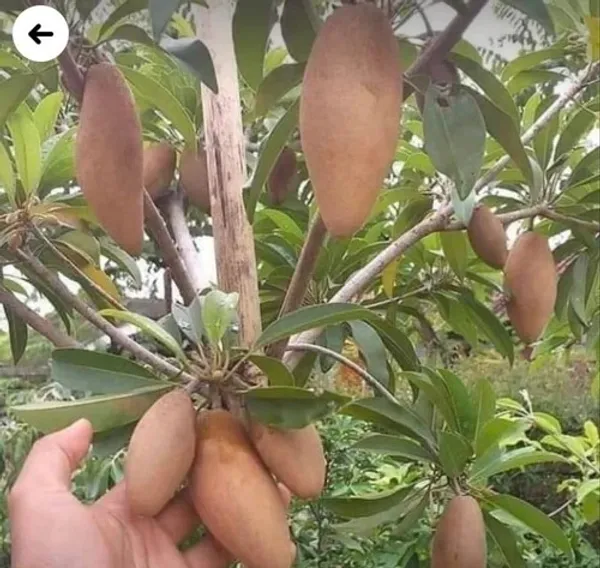 Thai_Long_Chiku_|_Sapodilla_Plant