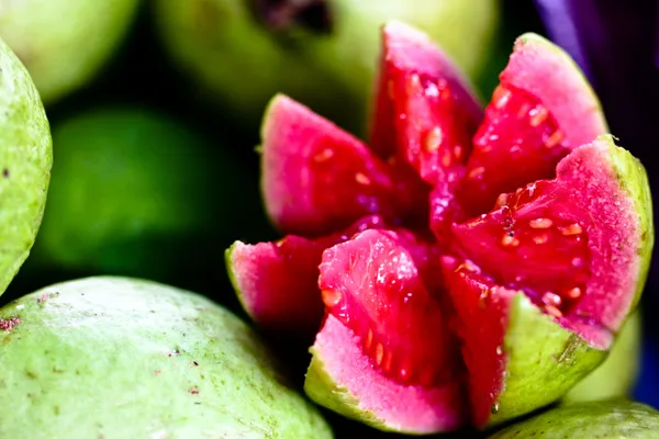 Thai_Pink_Variety_Guava_Fruit_Plant_&_Tree_For_Your_Home_Garden_Hybrid