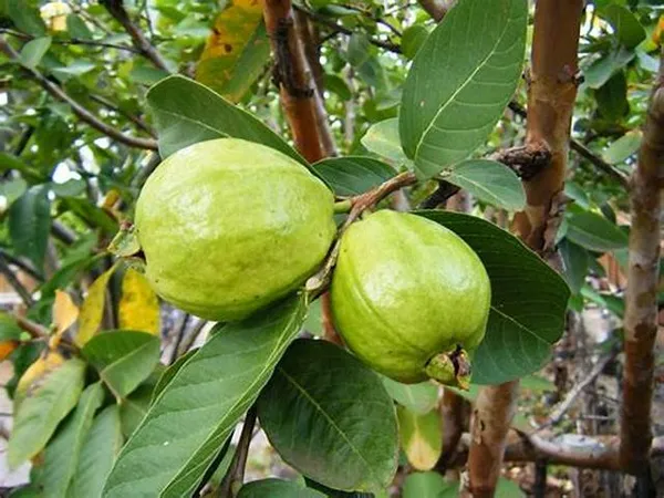 Thai_Pink_Variety_Guava_Fruit_Plant_&_Tree_For_Your_Home_Garden_Hybrid