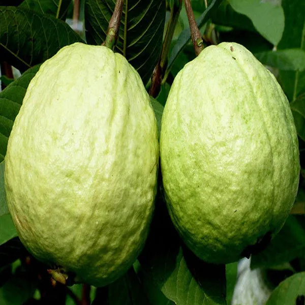 Thai_Hybrid_Guava_Plant_Grafted