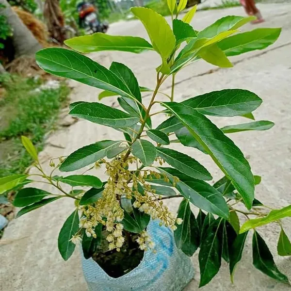 Thai_Sweet_Jolpai_Plant_All_Season_Jolpai_Plant-Air_Layered