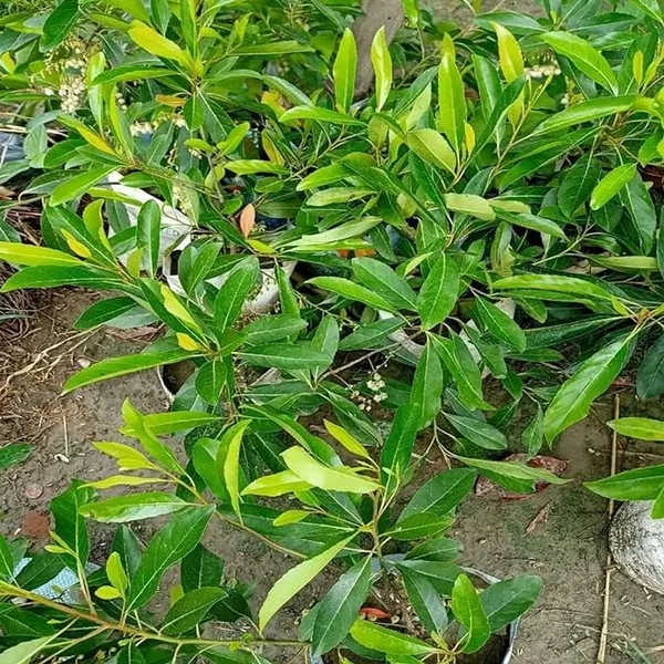 Thai_Sweet_Jolpai_Plant_All_Season_Jolpai_Plant-Air_Layered
