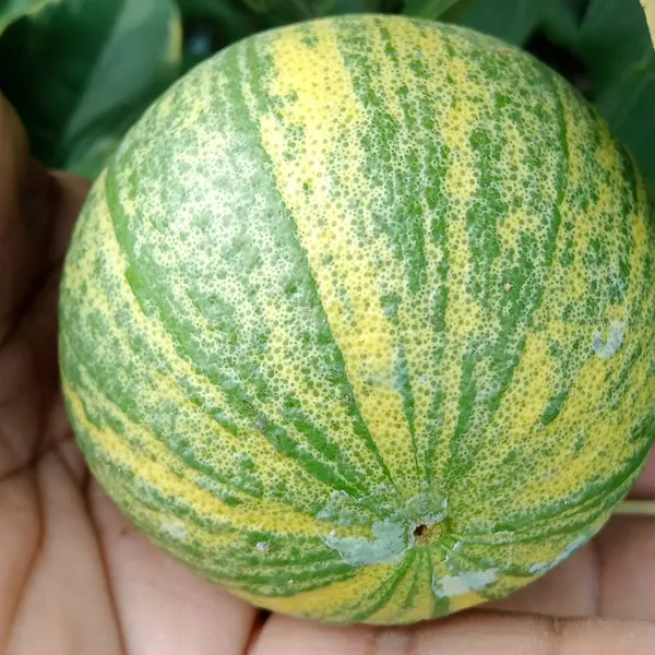Thai_Variegated_Malta|Mosambi_(Grafted_Plant,Thailand_Variety_Mosambi_Fruit_After_1_Year)