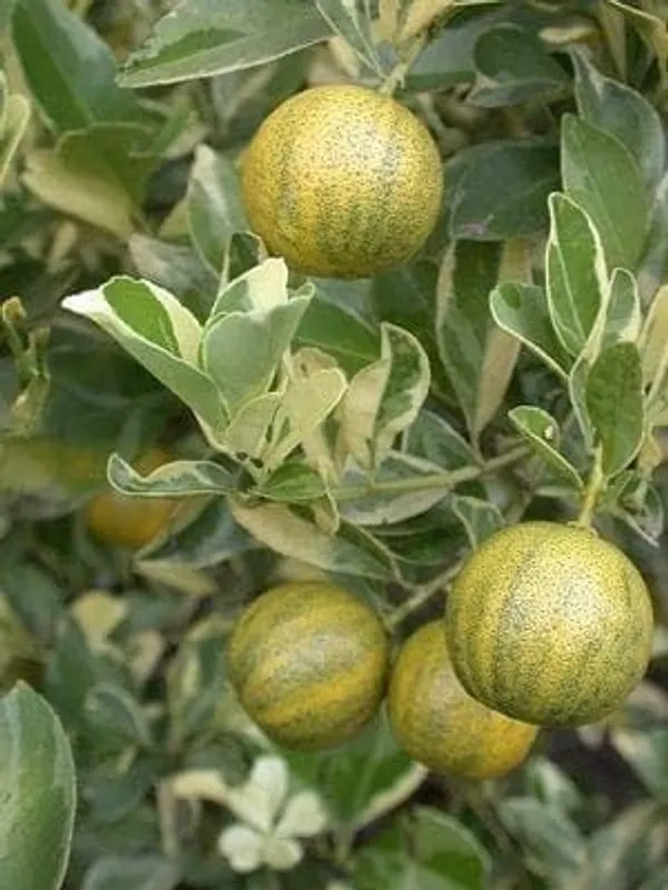 Thai_Variegated_Malta|Mosambi_(Grafted_Plant,Thailand_Variety_Mosambi_Fruit_After_1_Year)