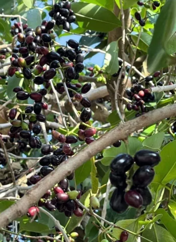 Thai_Variety_Black_Jamun_Healthy_Fruit_Plant_&_Tree_For_Your_Home_Garden_Hybrid