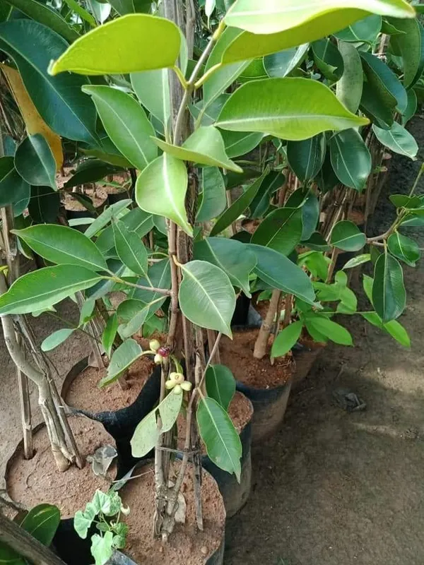 Thai_Variety_Black_Jamun_Healthy_Fruit_Plant_&_Tree_For_Your_Home_Garden_Hybrid