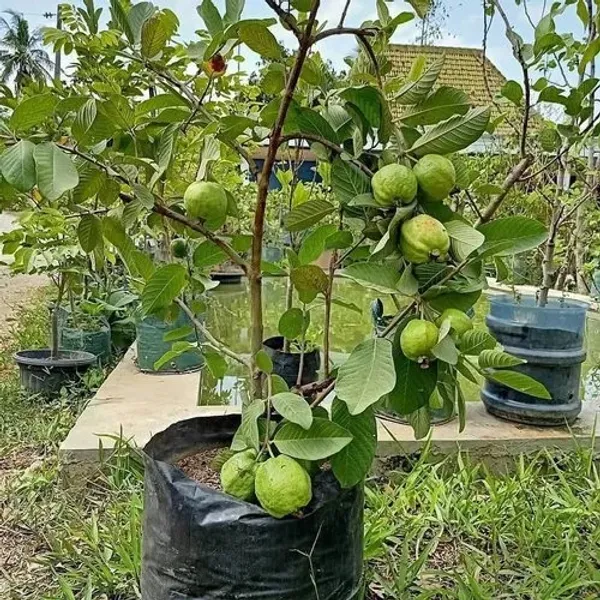 Thai_Variety_Guava_Hybrid_Fruit_Plant_&_Tree_For_Sweet_Home_Gardening_(1.5-3.5_Ft_Plant_Hight)