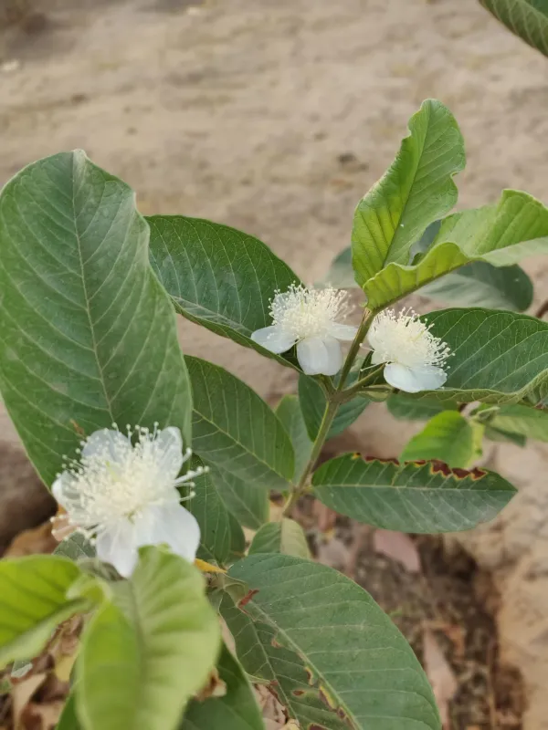 Thai_Variety_Guava_Hybrid_Fruit_Plant_&_Tree_For_Sweet_Home_Gardening_(1.5-3.5_Ft_Plant_Hight)