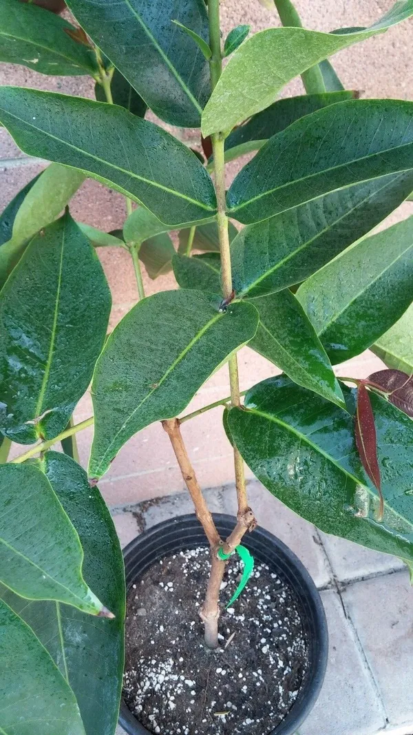 Thai_Red_Wax_Jambu_|_Wax_Apple_Fruit_Tree