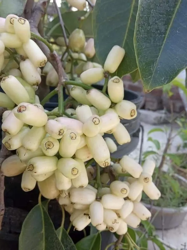 Thai_Sweet_White_Jamun_Hybrid_Fruit_Plant_Grafted