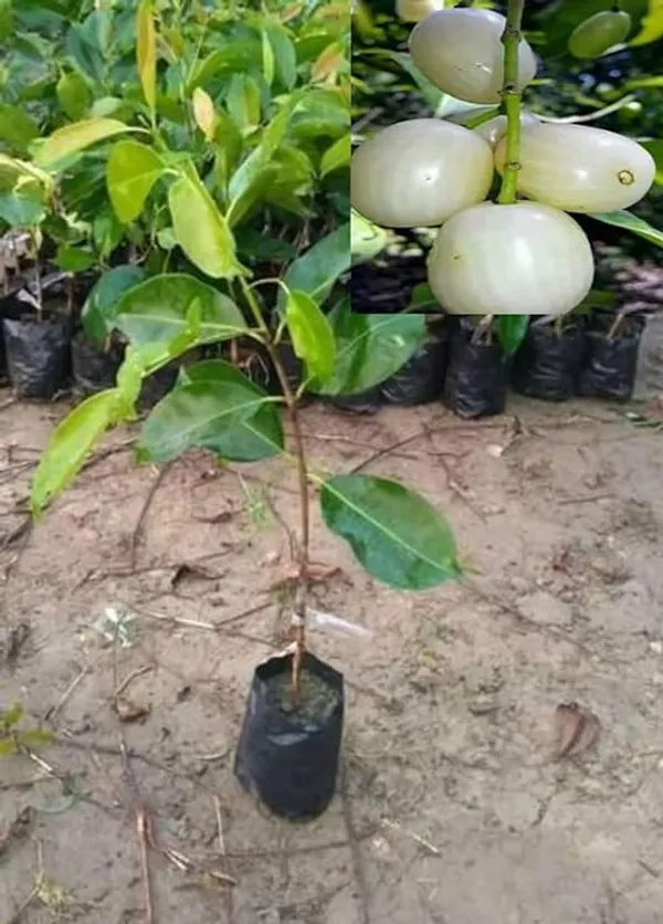 Thai_Sweet_White_Jamun_Hybrid_Fruit_Plant_Grafted