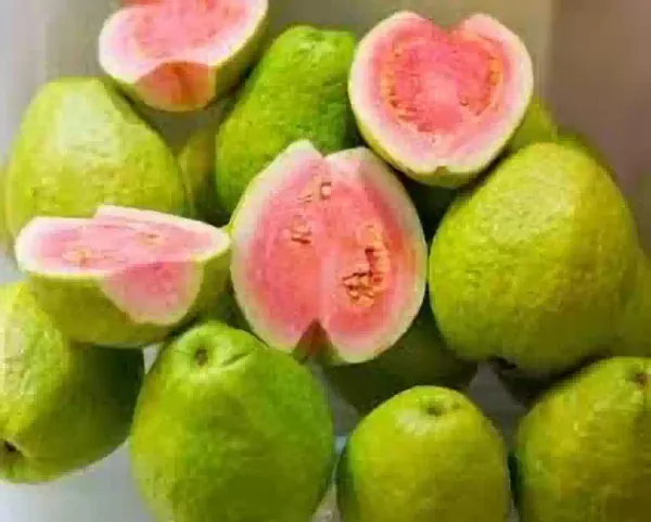 Thailand_Pink_Guava_Amrudh_Plant