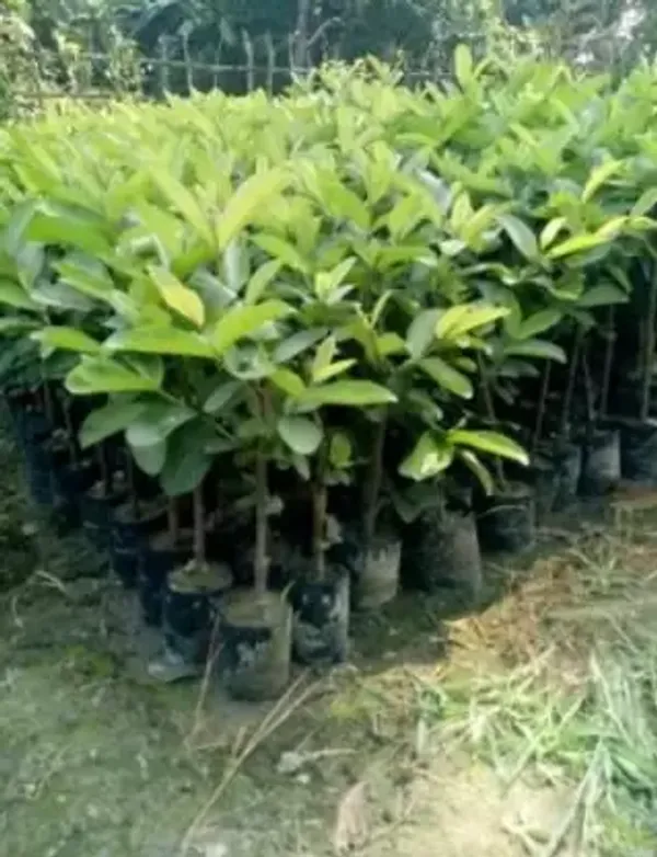 Thailand_Pink_Guava_Amrudh_Plant