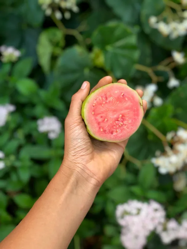 Thailand_Pink_Guava_Amrudh_Plant