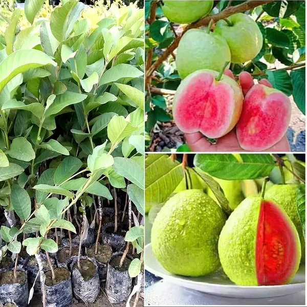 Thailand_Pink_Guava_Amrudh_Plant