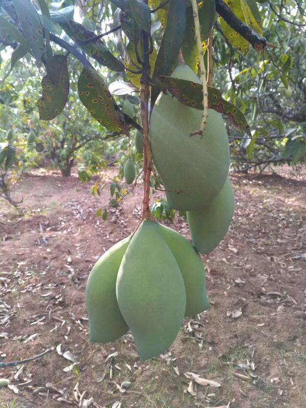 Totapuri_Healthy_Mango_Fruit_Plant_&_Tree_(1.5-3.5_Ft_Size)_For_Home_Gardening_Hybrid