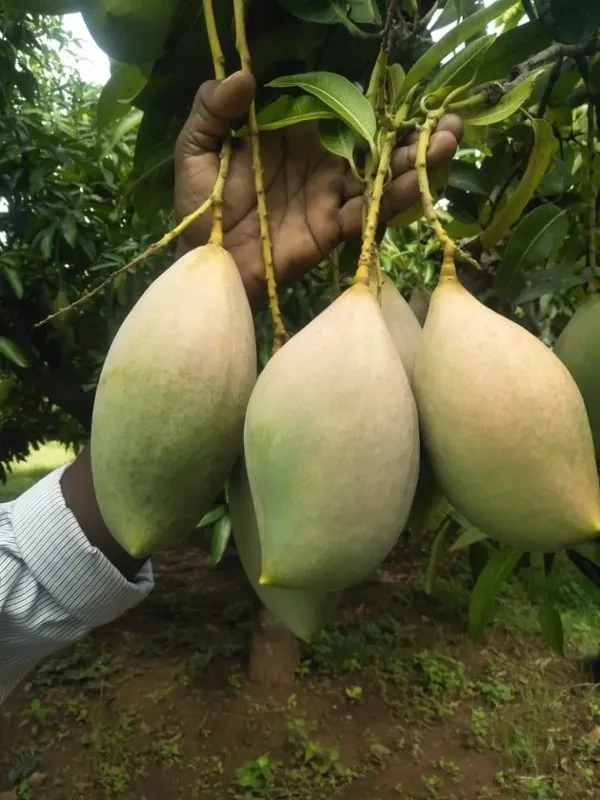 Totapuri_Healthy_Mango_Fruit_Plant_&_Tree_(1.5-3.5_Ft_Size)_For_Home_Gardening_Hybrid