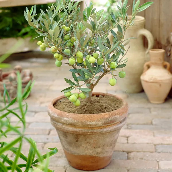 Sweet_Olive_Hybrid_Fruit_Plant_&_Tree_(1.5-3.5_Ft_Hight)_For_Home_Gardening_Olive_Healthy_Fruit_Plant