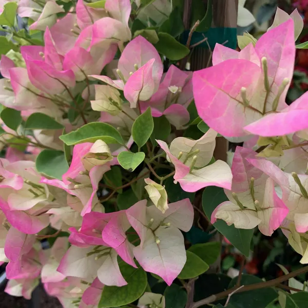 Thai_Imperial_Delight_Bougainvillea_Flower_Plant_&_Tree_For_Shrub|Bush|Home_Gardening_Hybrid