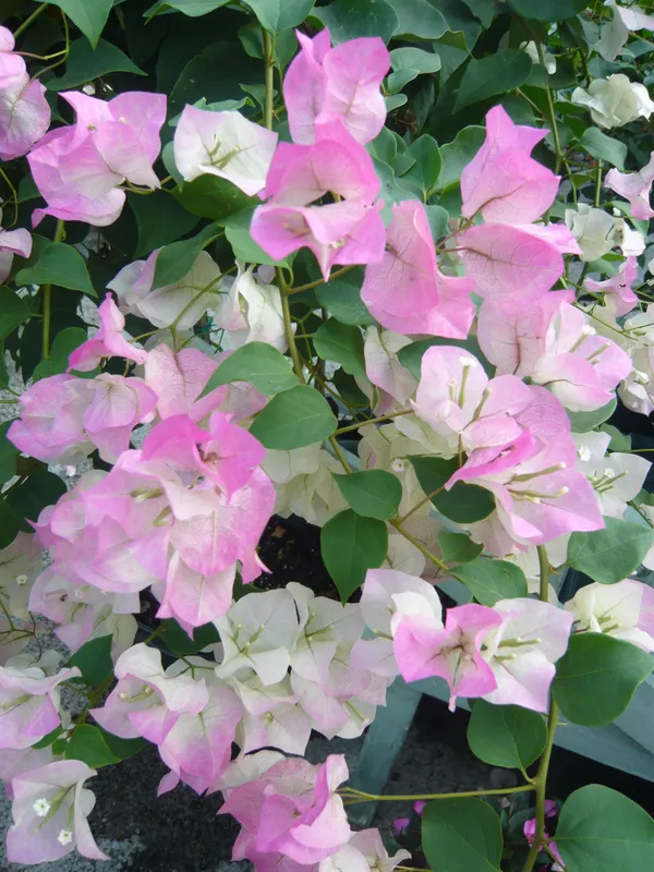 Thai_Imperial_Delight_Bougainvillea_Flower_Plant_&_Tree_For_Shrub|Bush|Home_Gardening_Hybrid