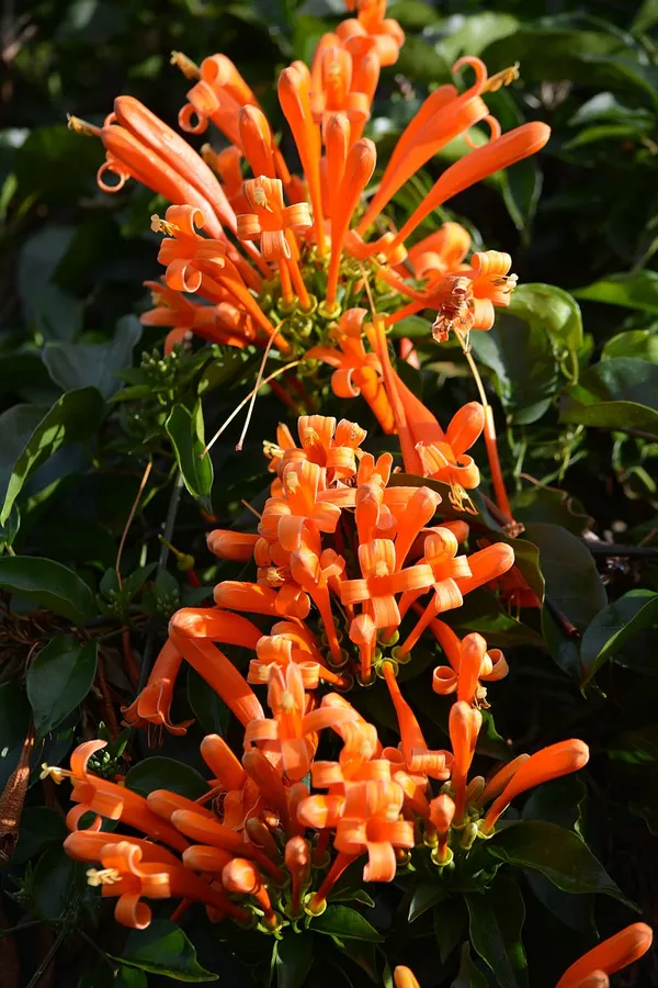 Vanusta_Flowering_Plant_&_Tree_(1.5-3.5_Ft_Hight)_For_Home_Garden|Vine|Shrub|Decoration_Venusta_Healthy_Flower_Plant