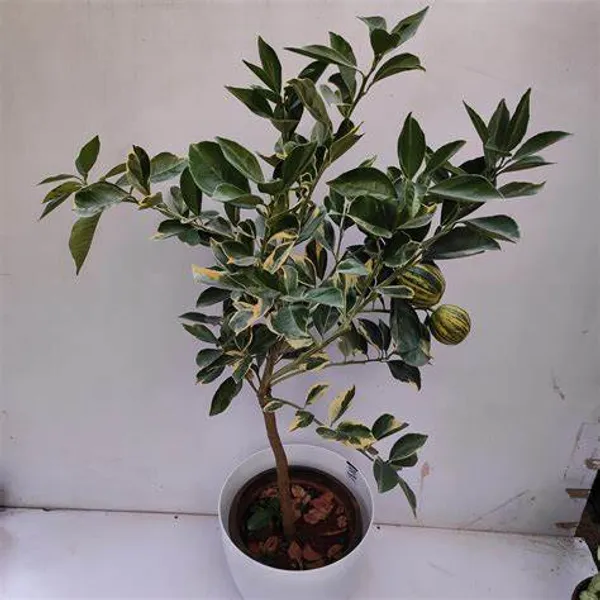 Variegated_Sweet_Lemon/Lime_Mousambi_Fruit_Plant