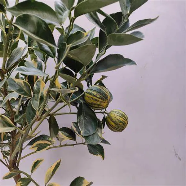 Variegated_Sweet_Lemon/Lime_Mousambi_Fruit_Plant