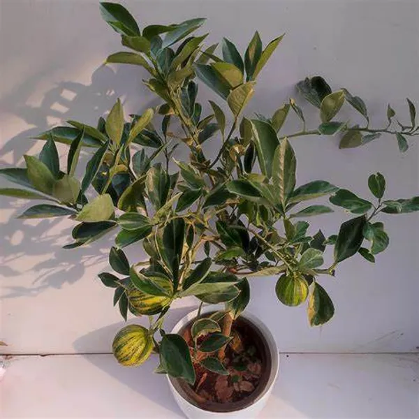 Variegated_Sweet_Lemon/Lime_Mousambi_Fruit_Plant